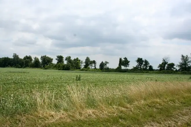 Bean field with treeline visible in the distance in Colton, Ohio